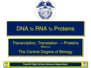DNA To RNA To Proteins