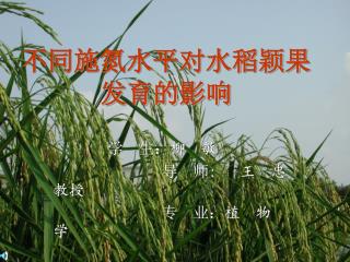 不同施氮水平对水稻颖果 发育的影响