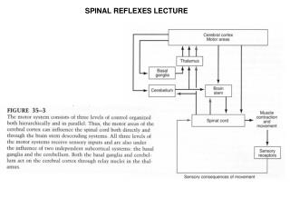 SPINAL REFLEXES LECTURE