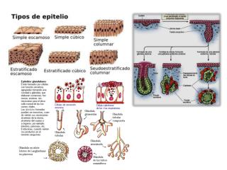 sobiologia.br/figuras/Histologia/glandulas.jpg
