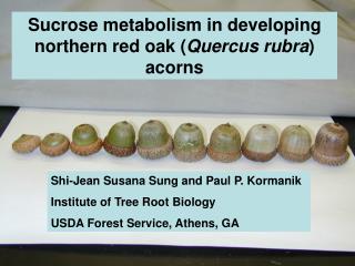 Sucrose metabolism in developing northern red oak ( Quercus rubra ) acorns