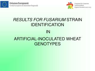 RESULTS FOR FUSARIUM STRAIN IDENTIFICATION IN ARTIFICIAL-INOCULATED WHEAT GENOTYPES