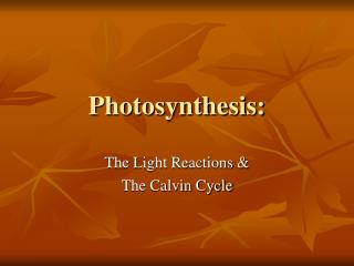 Photosynthesis: