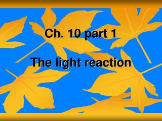 Ch. 10 part 1 The light reaction