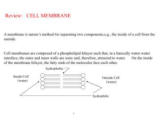 Review: CELL MEMBRANE