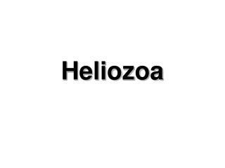 Heliozoa