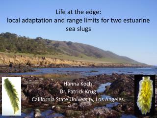 Life at the edge: local adaptation and range limits for two estuarine sea slugs