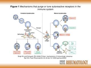 Singh NJ and Schwartz RH (2006) Primer: mechanisms of immunologic tolerance