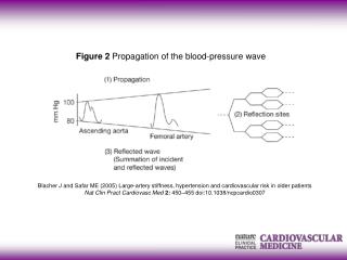 Figure 2 Propagation of the blood-pressure wave