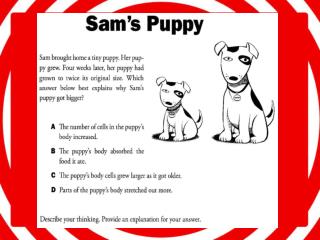 Sam’s Puppy
