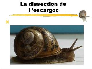 La dissection de l ’escargot
