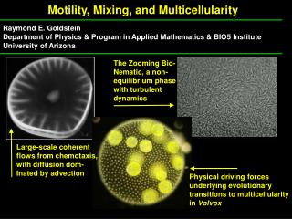 Motility, Mixing, and Multicellularity