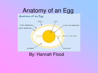 Anatomy of an Egg