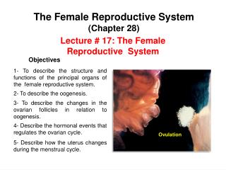 Lecture # 17 : The Female Reproductive System