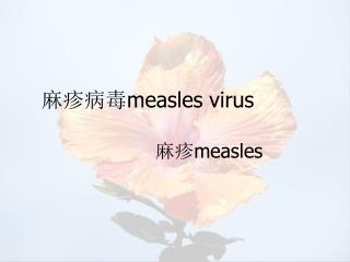 麻疹病毒 measles virus