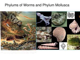 Phylums of Worms and Phylum Mollusca