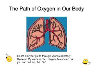 The Path of Oxygen in Our Body
