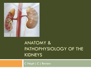 Anatomy &amp; PathoPhysiology of the Kidneys