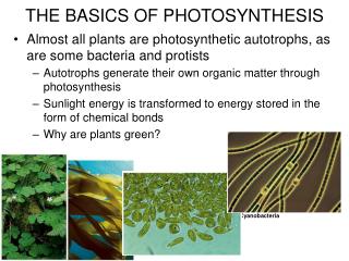 Almost all plants are photosynthetic autotrophs, as are some bacteria and protists