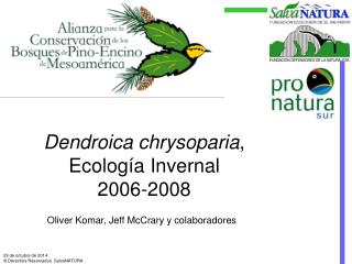 Dendroica chrysoparia , Ecología Invernal 2006-2008