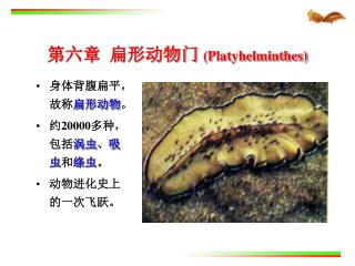 第六章 扁形动物门 (Platyhelminthes)