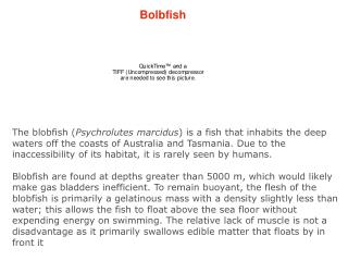 Bolbfish