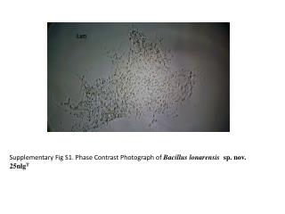Supplementary Fig S1 . Phase Contrast Photograph of Bacillus lonarensis sp. nov . 25nlg T