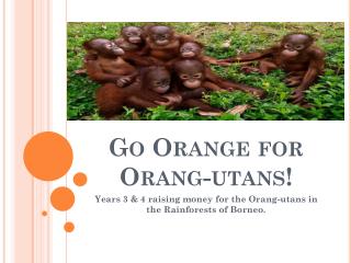 Go Orange for Orang-utans!