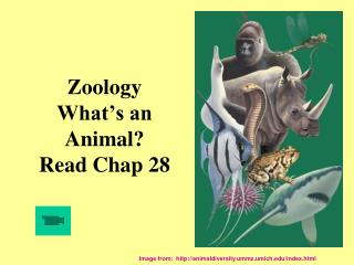 Zoology What’s an Animal? Read Chap 28