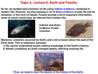 Topic 5. Lecture 8. Earth and Fossils.