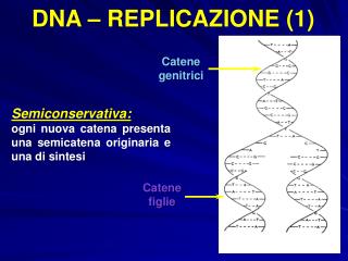 DNA – REPLICAZIONE (1)