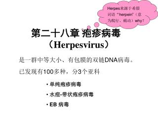 第二十八章 疱疹病毒（ Herpesvirus ）