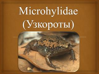 Microhylidae (Узкороты)