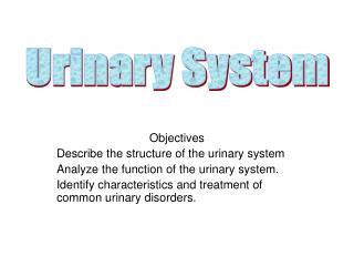 Objectives Describe the structure of the urinary system