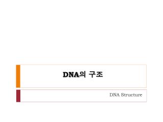 DNA 의 구조