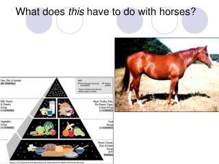 What does this have to do with horses?