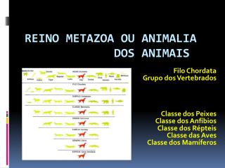 Reino Metazoa ou Animalia dos Animais