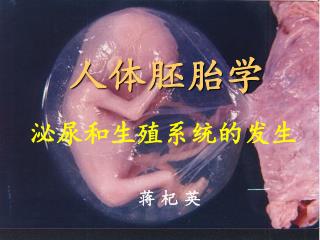 人体胚胎学