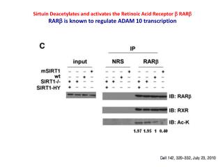 Sirtuin Deacetylates and activates the Retinoic Acid Receptor b RAR b