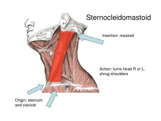 Sternocleidomastoid