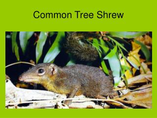 Common Tree Shrew