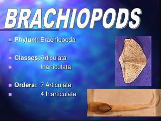 BRACHIOPODS