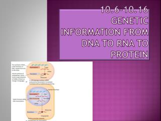 10.6-10.16 Genetic Information from DNA to RNA to Protein