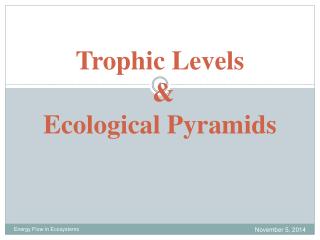 Trophic Levels &amp; Ecological Pyramids