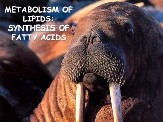 METABOLISM OF LIPIDS: SYNTHESIS OF FATTY ACIDS