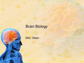 Brain Biology
