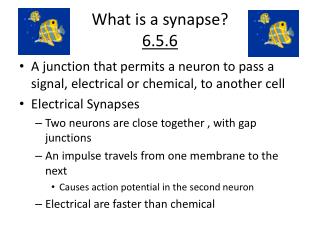 What is a synapse? 6.5.6