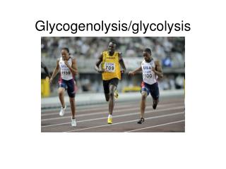 Glycogenolysis/glycolysis