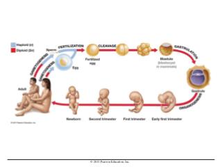 Sperm Structure and Function