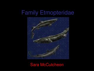 Family Etmopteridae